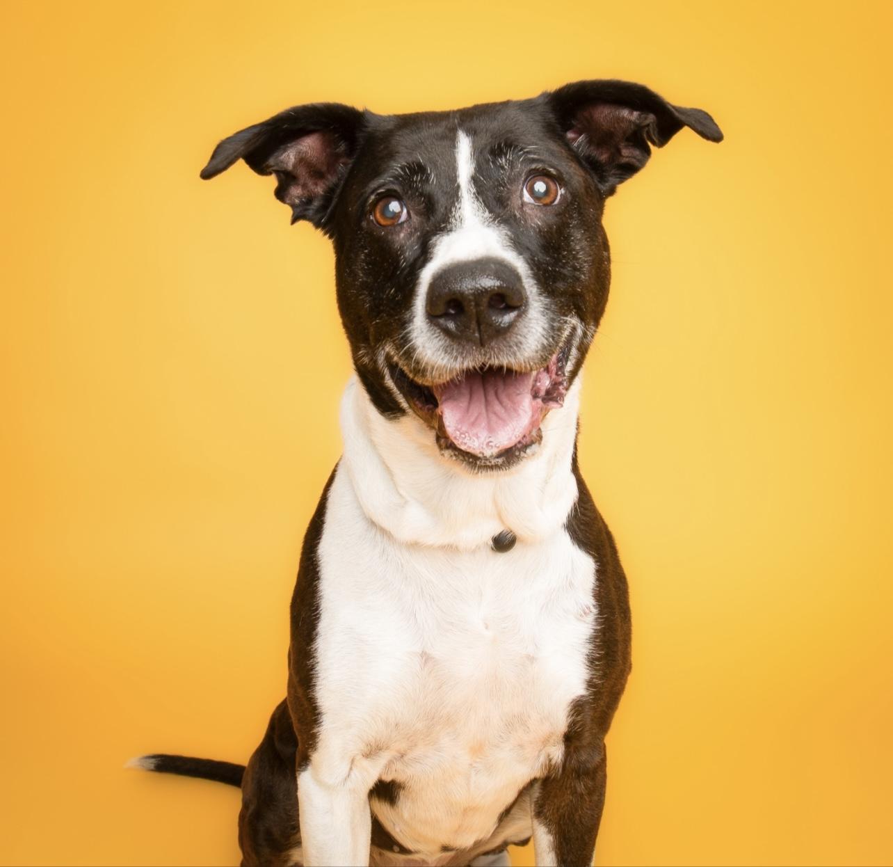 June, Adoptable, Senior Female Pit Bull Terrier.