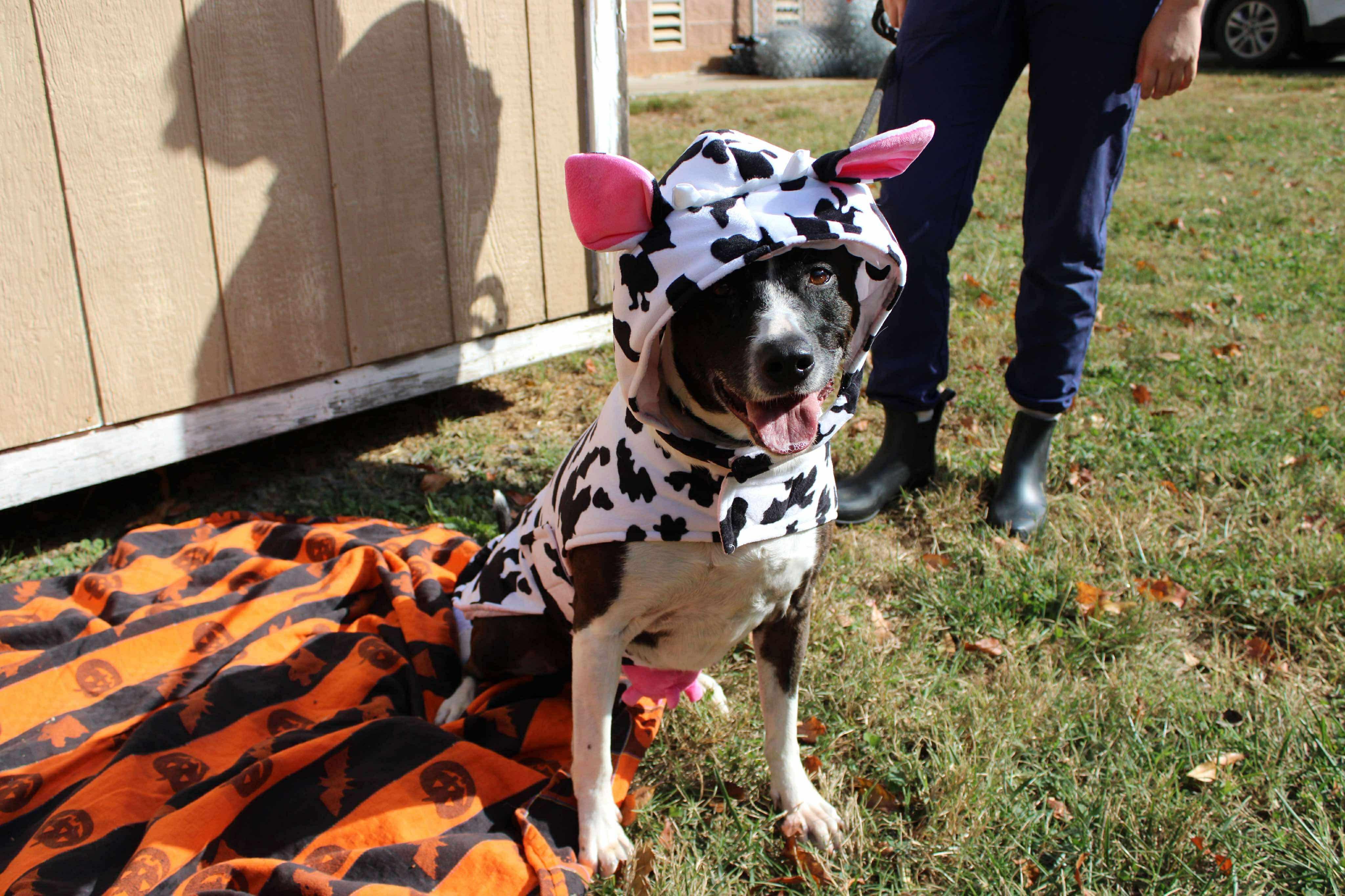 June, a Adoptable mixed breed in Culpeper, VA image 4/6