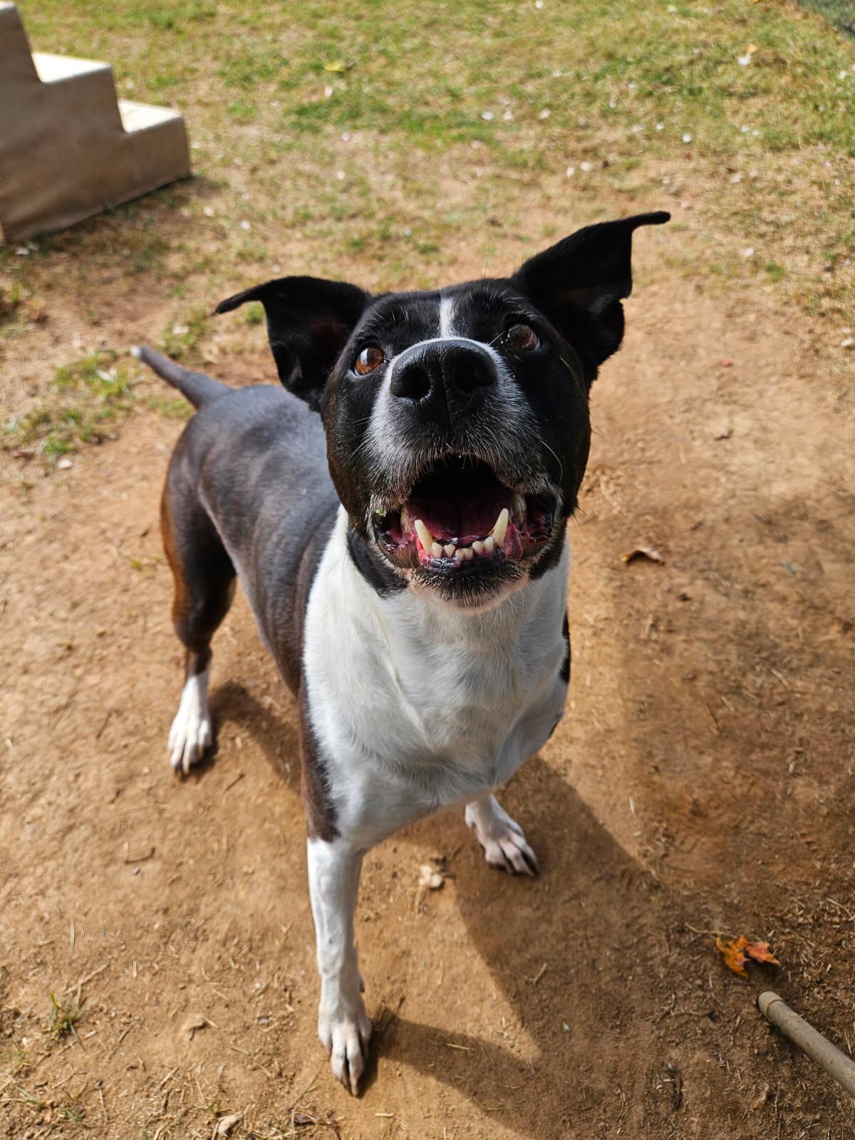 June, a Adoptable mixed breed in Culpeper, VA image 5/6