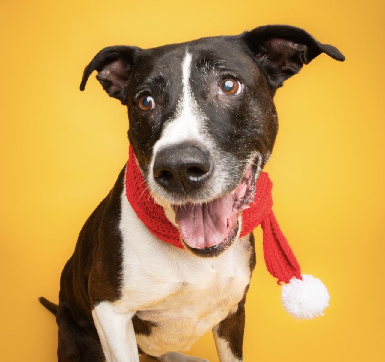 June, a Adoptable mixed breed in Culpeper, VA image 2/6