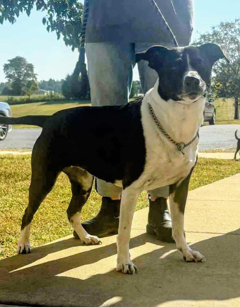 June, a Adoptable mixed breed in Culpeper, VA image 6/6