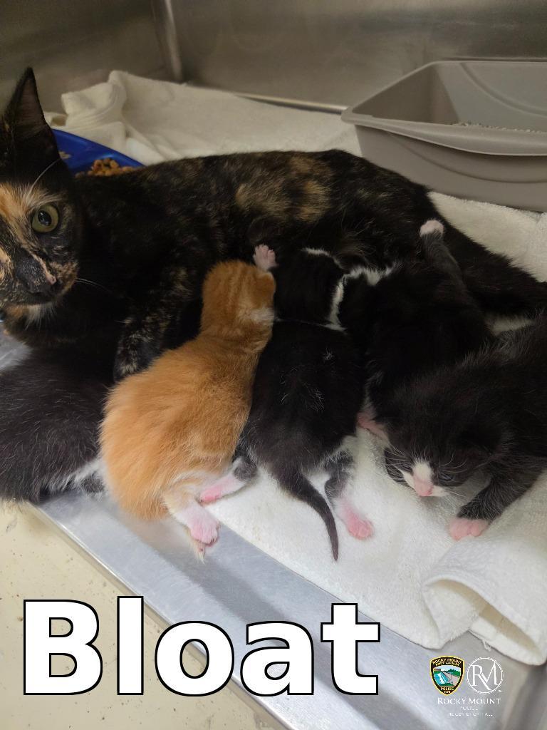 Bloat, Adoptable, Kitten Male Domestic Short Hair.