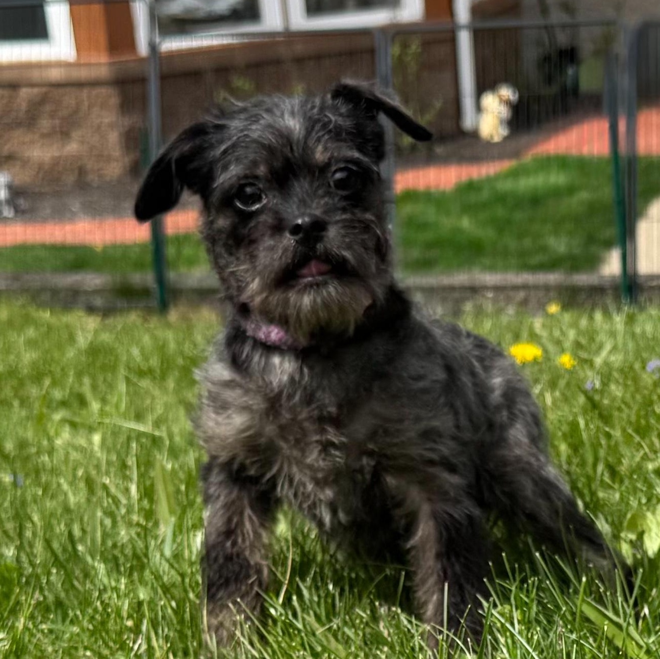 Enlarge Chirp, an adopted mixed breed in Latrobe, PA image 2/6