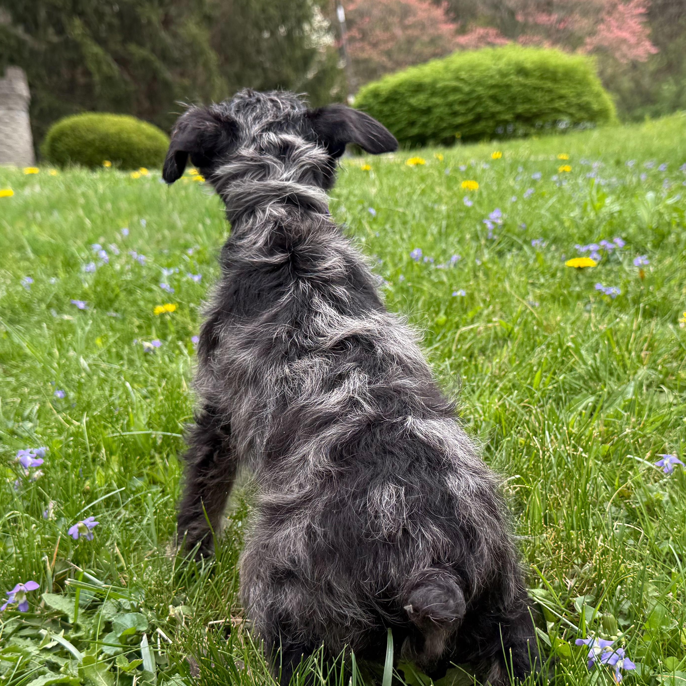 Enlarge Chirp, an adopted mixed breed in Latrobe, PA image 6/6