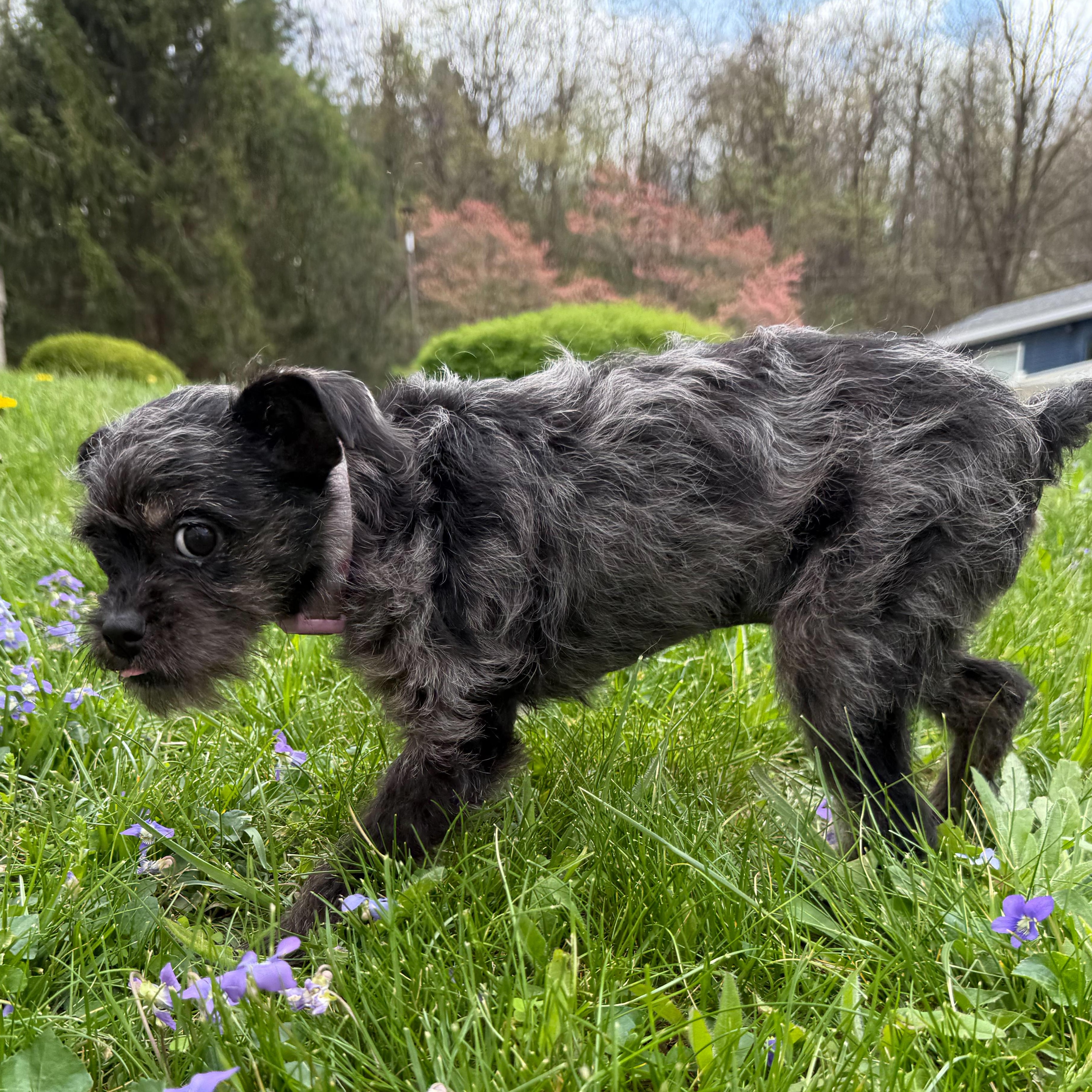 Enlarge Chirp, an adopted mixed breed in Latrobe, PA image 3/6