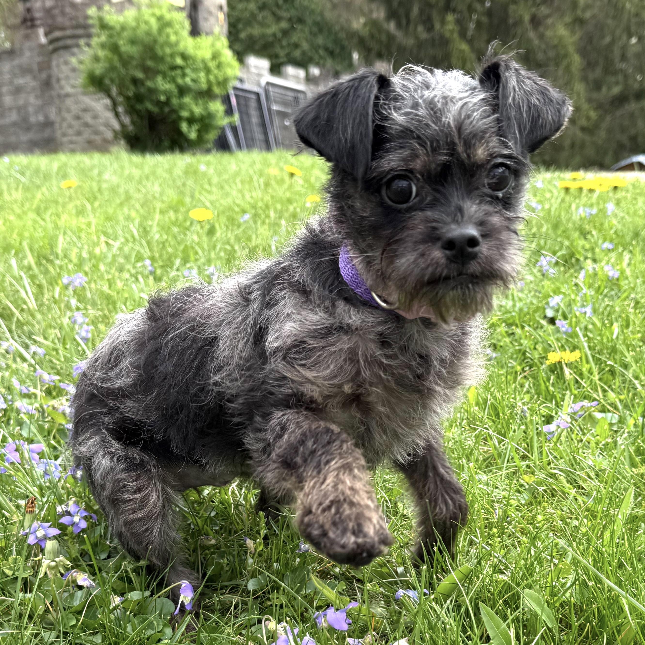 Chirp, adopted, Puppy Female Terrier.