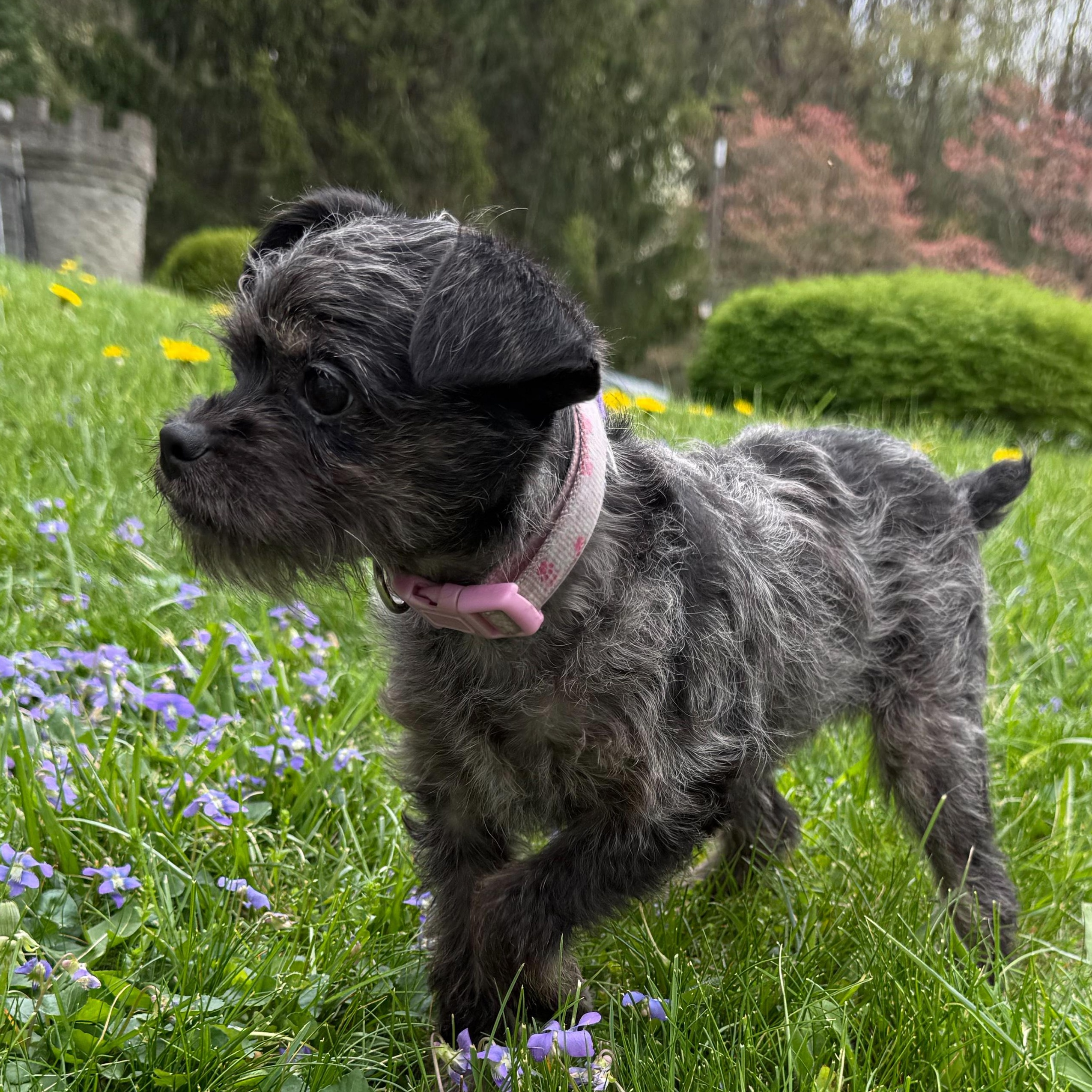 Enlarge Chirp, an adopted mixed breed in Latrobe, PA image 5/6