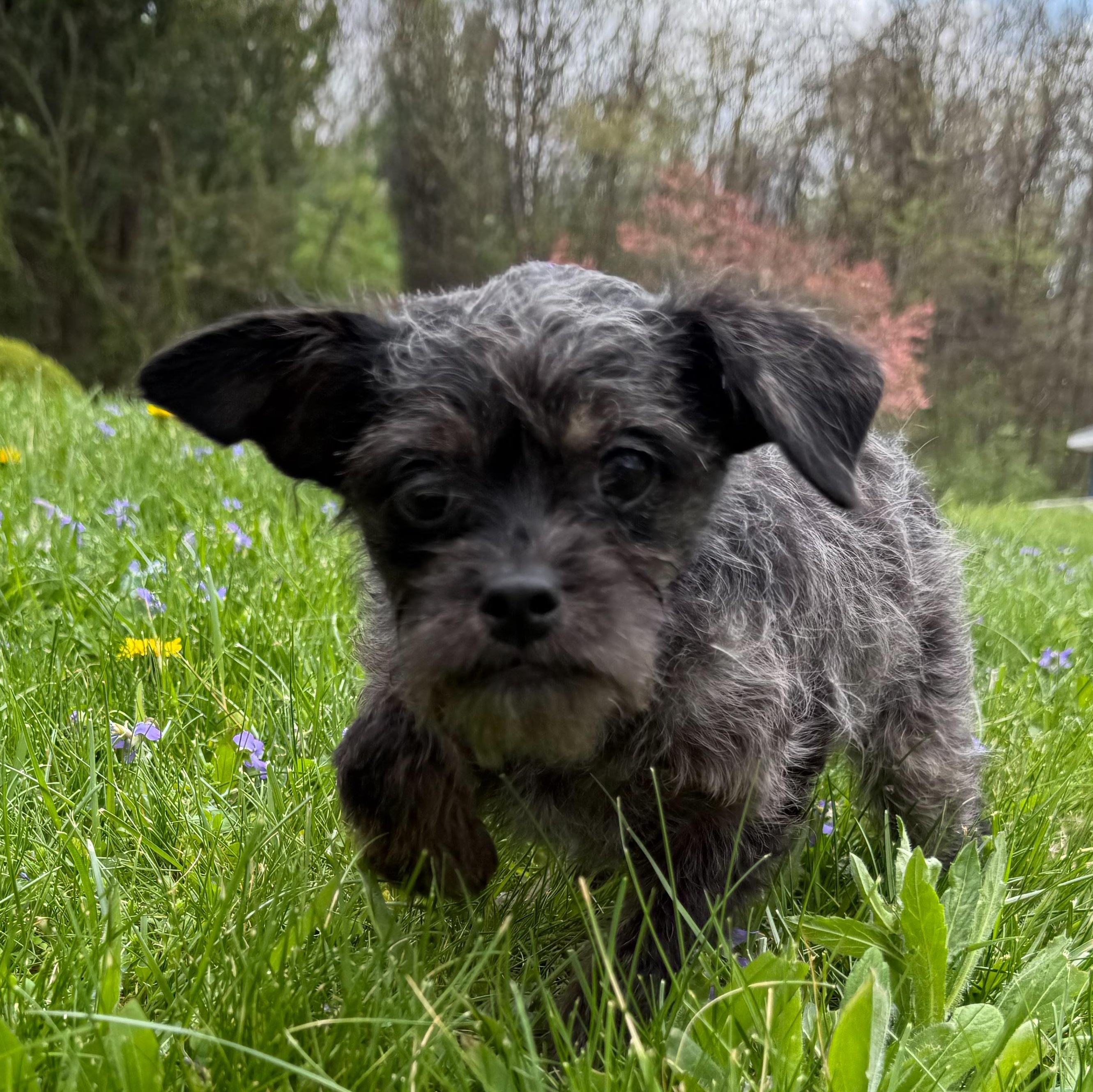Enlarge Chirp, an adopted mixed breed in Latrobe, PA image 4/6