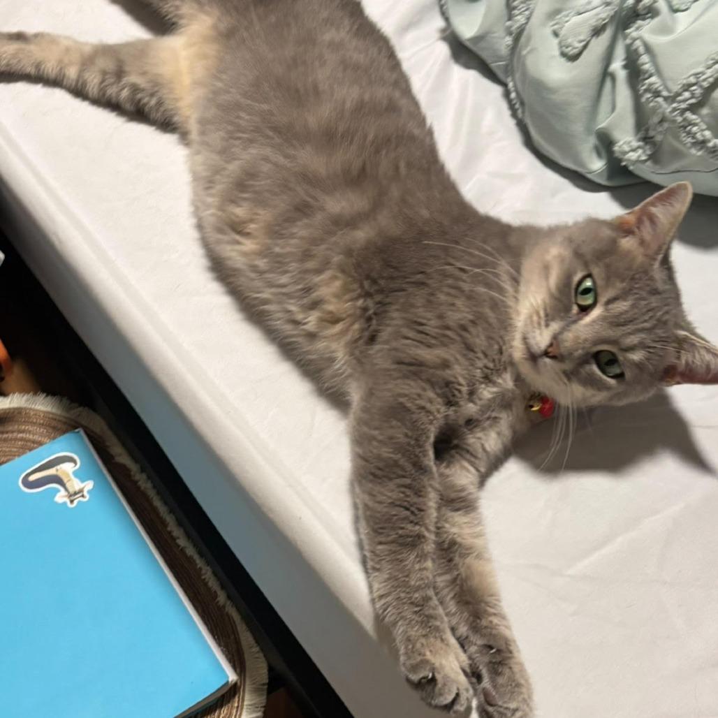 Nila C66956, Adoptable, Young Female Domestic Short Hair.