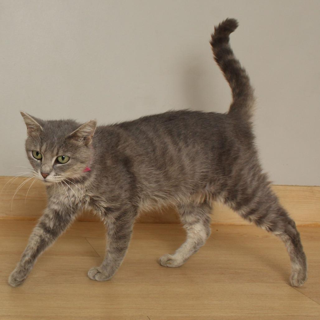 Nila C66956, a Adoptable Domestic Short Hair in Minnetonka, MN image 2/6
