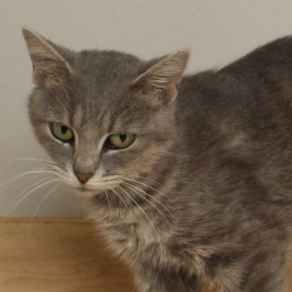 Nila C66956, a Adoptable Domestic Short Hair in Minnetonka, MN image 3/6