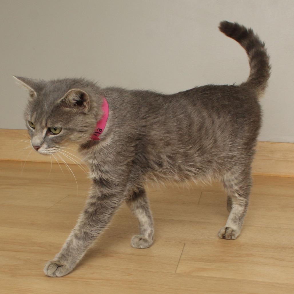 Nila C66956, a Adoptable Domestic Short Hair in Minnetonka, MN image 4/6
