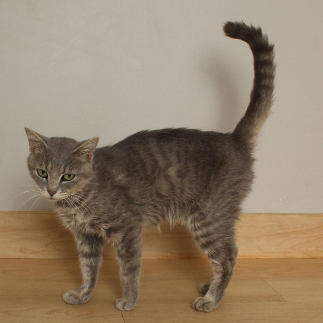 Nila C66956, a Adoptable Domestic Short Hair in Minnetonka, MN image 5/6