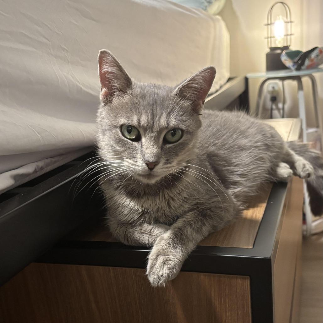 Enlarge Nila C66956, a Adoptable Domestic Short Hair in Minnetonka, MN image 2/2