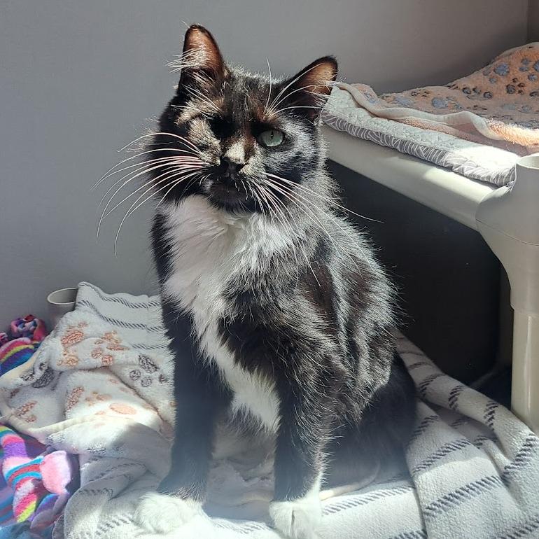 Enlarge Little Bat, a Adoptable Domestic Medium Hair in Chicago, IL image 1/2