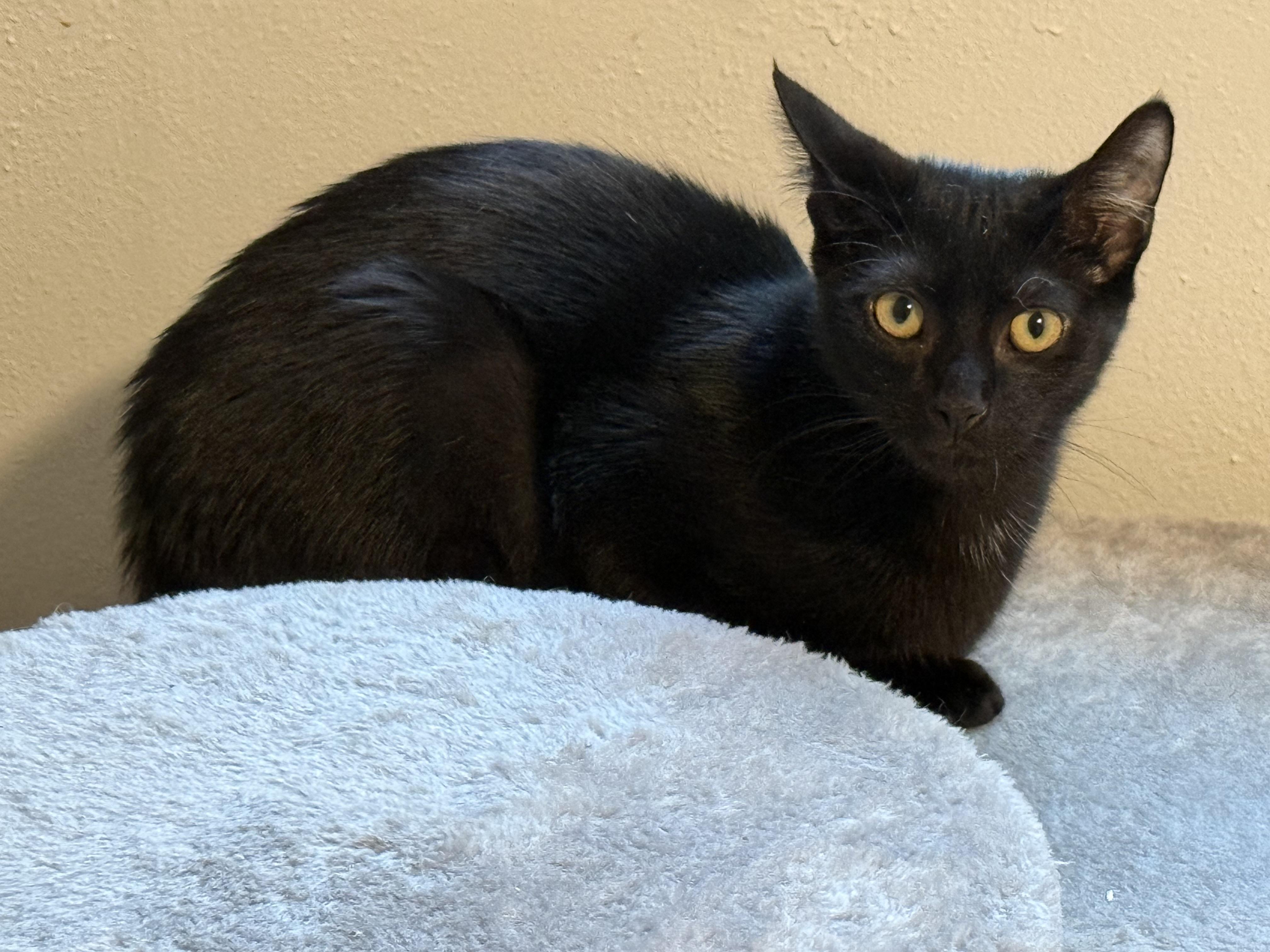 Enlarge Grace, a Adoptable Domestic Short Hair in Johnson City, TN image 3/3
