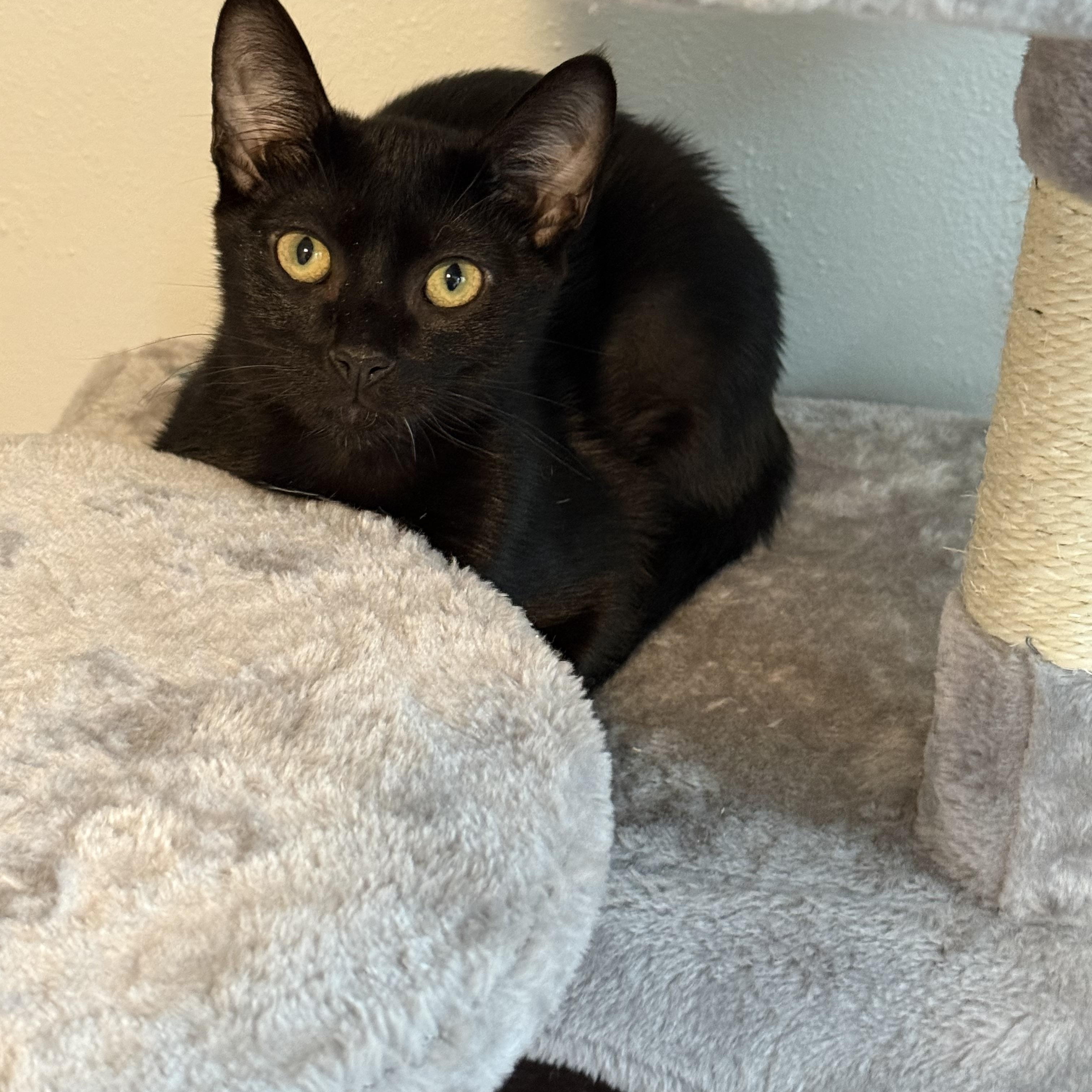 Grace, a Adoptable Domestic Short Hair in Johnson City, TN image 1/3