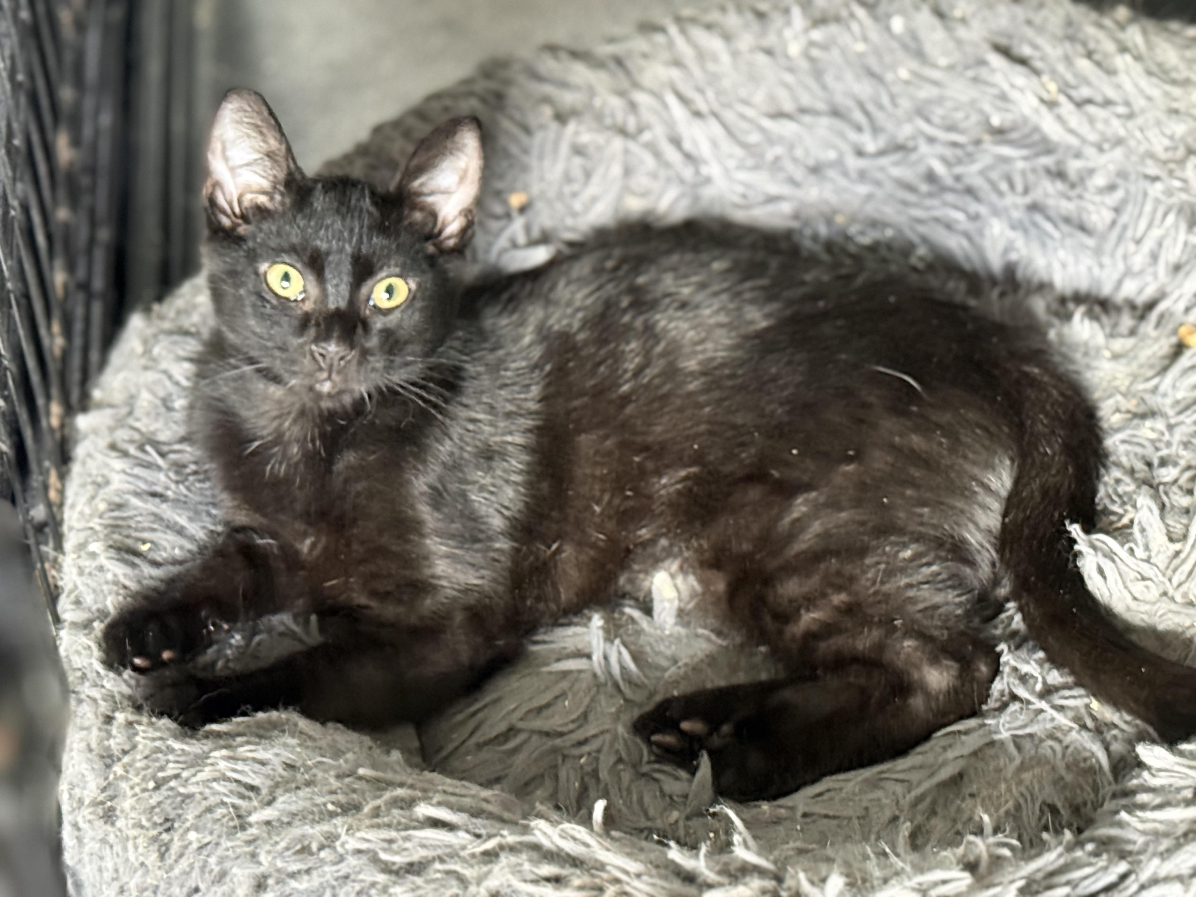 Grace, Adoptable, Kitten Female Domestic Short Hair.