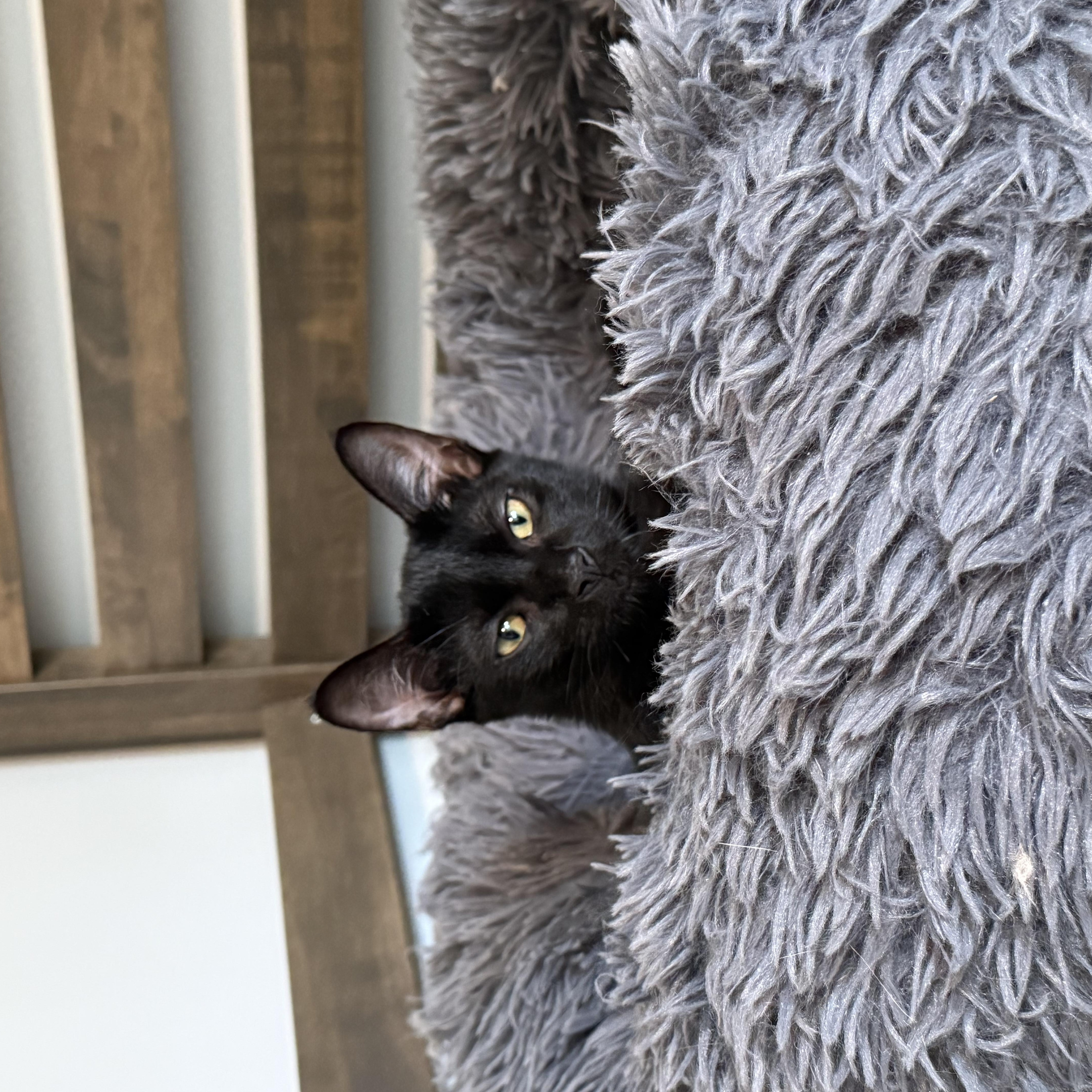 Grace, a Adoptable Domestic Short Hair in Johnson City, TN image 3/3