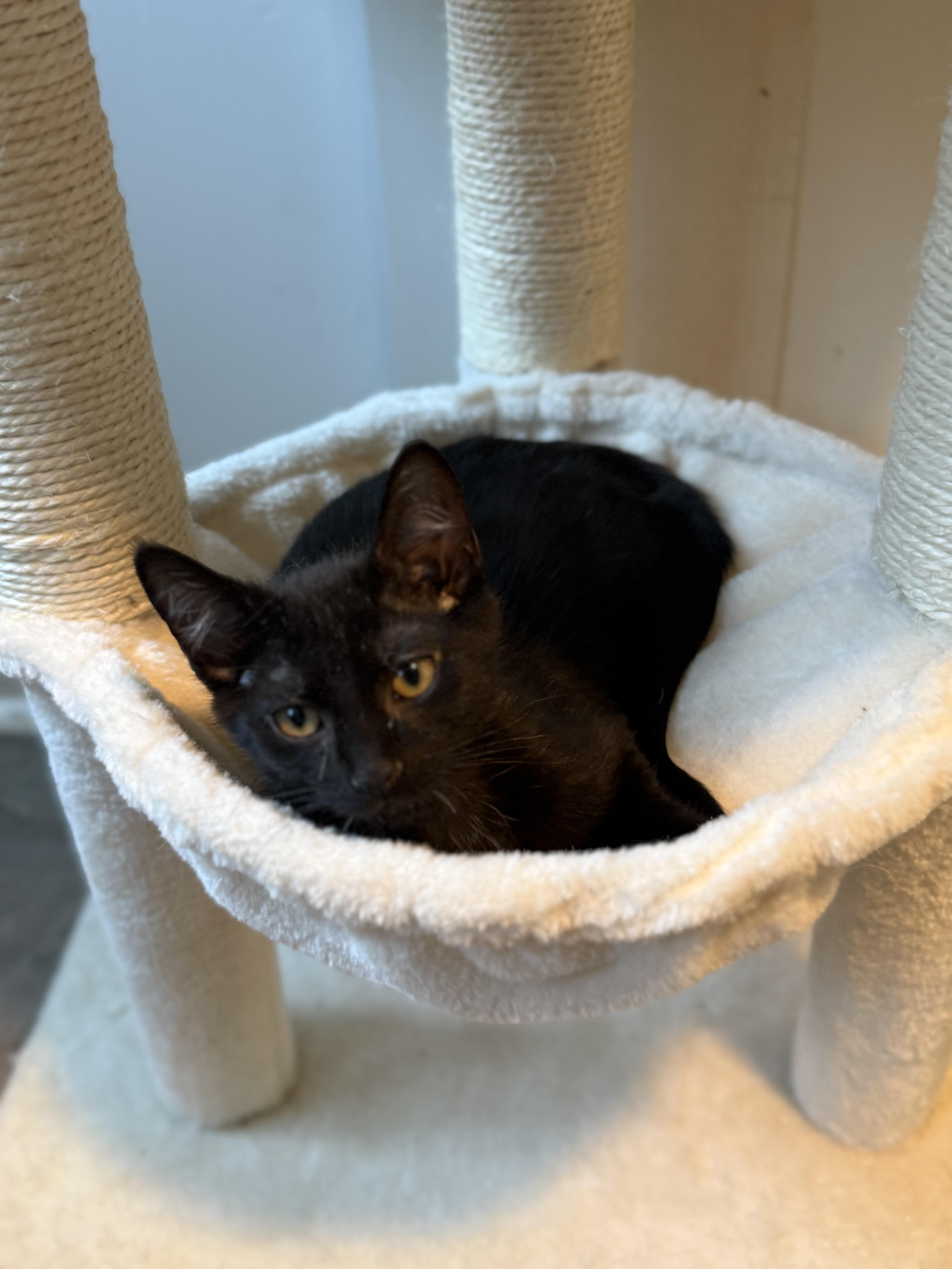 Grace, a Adoptable Domestic Short Hair in Johnson City, TN image 3/3