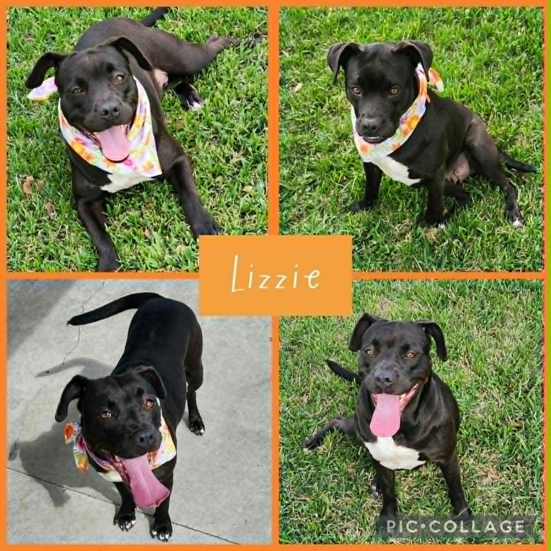 Enlarge Lizzie, a ADOPTABLE mixed breed in North Berwick, ME image 3/5