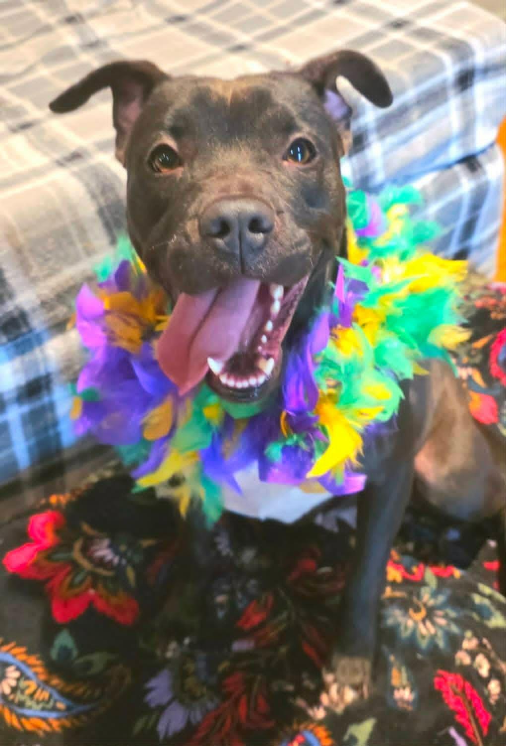 Enlarge Lizzie, a ADOPTABLE mixed breed in North Berwick, ME image 5/5