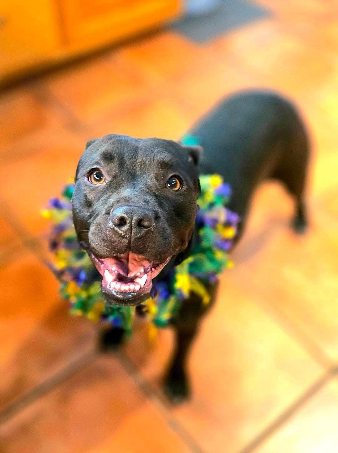 Enlarge Lizzie, a ADOPTABLE mixed breed in North Berwick, ME image 1/5