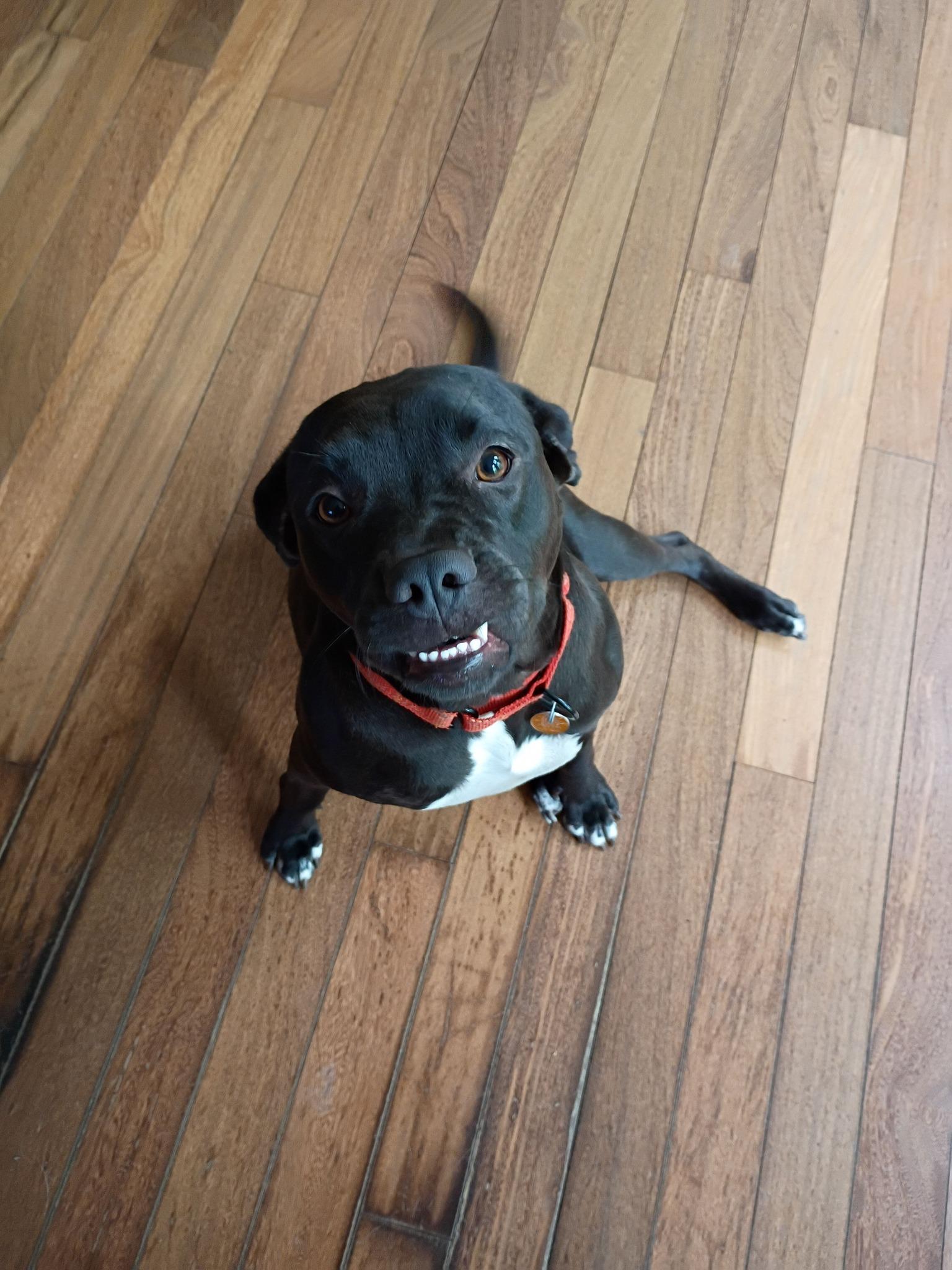 Lizzie***Absolute sweetheart!, ADOPTABLE, Young Female Boxer & Labrador Retriever.