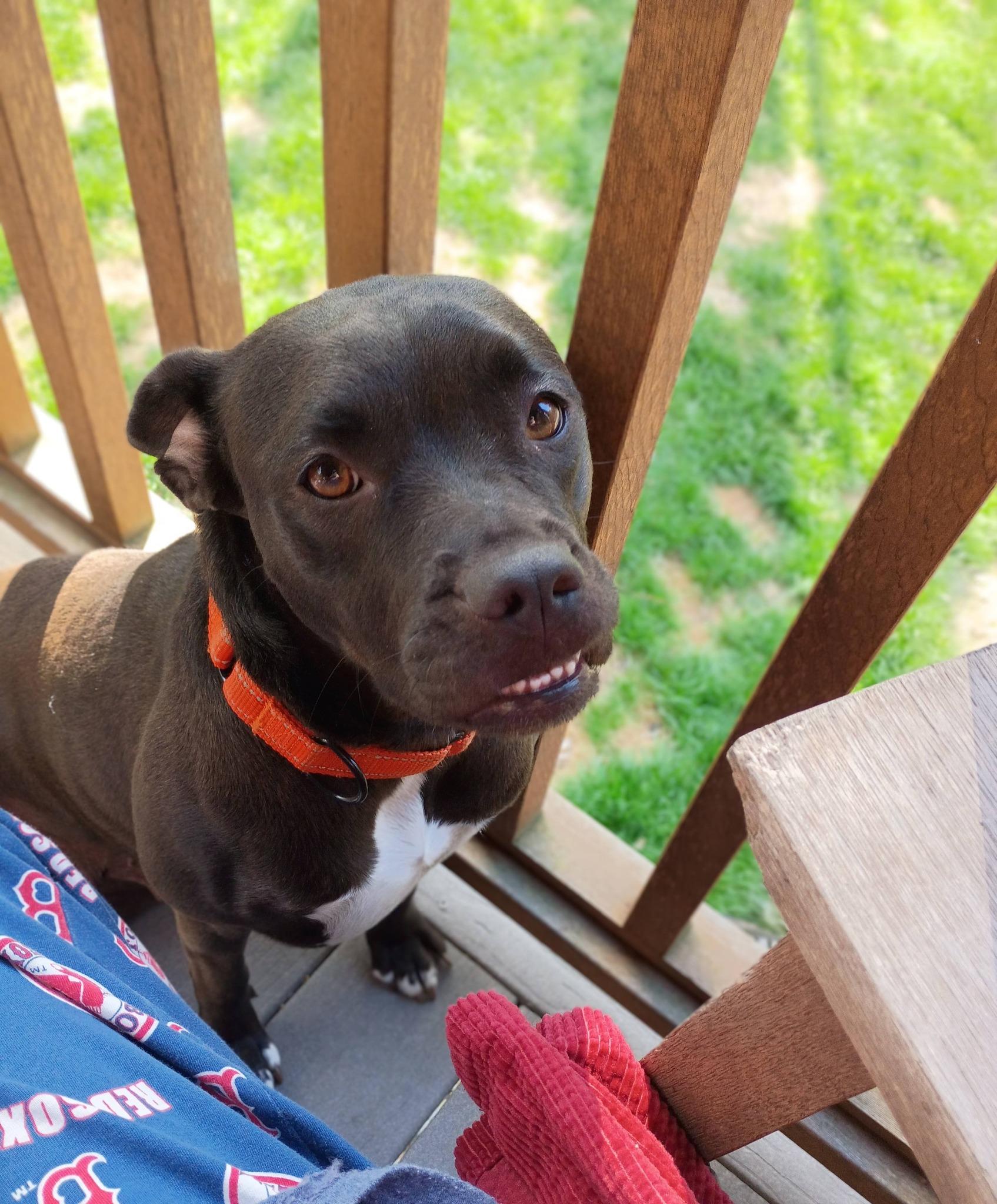 Enlarge Lizzie***Absolute sweetheart!, a ADOPTABLE mixed breed in North Berwick, ME image 2/5