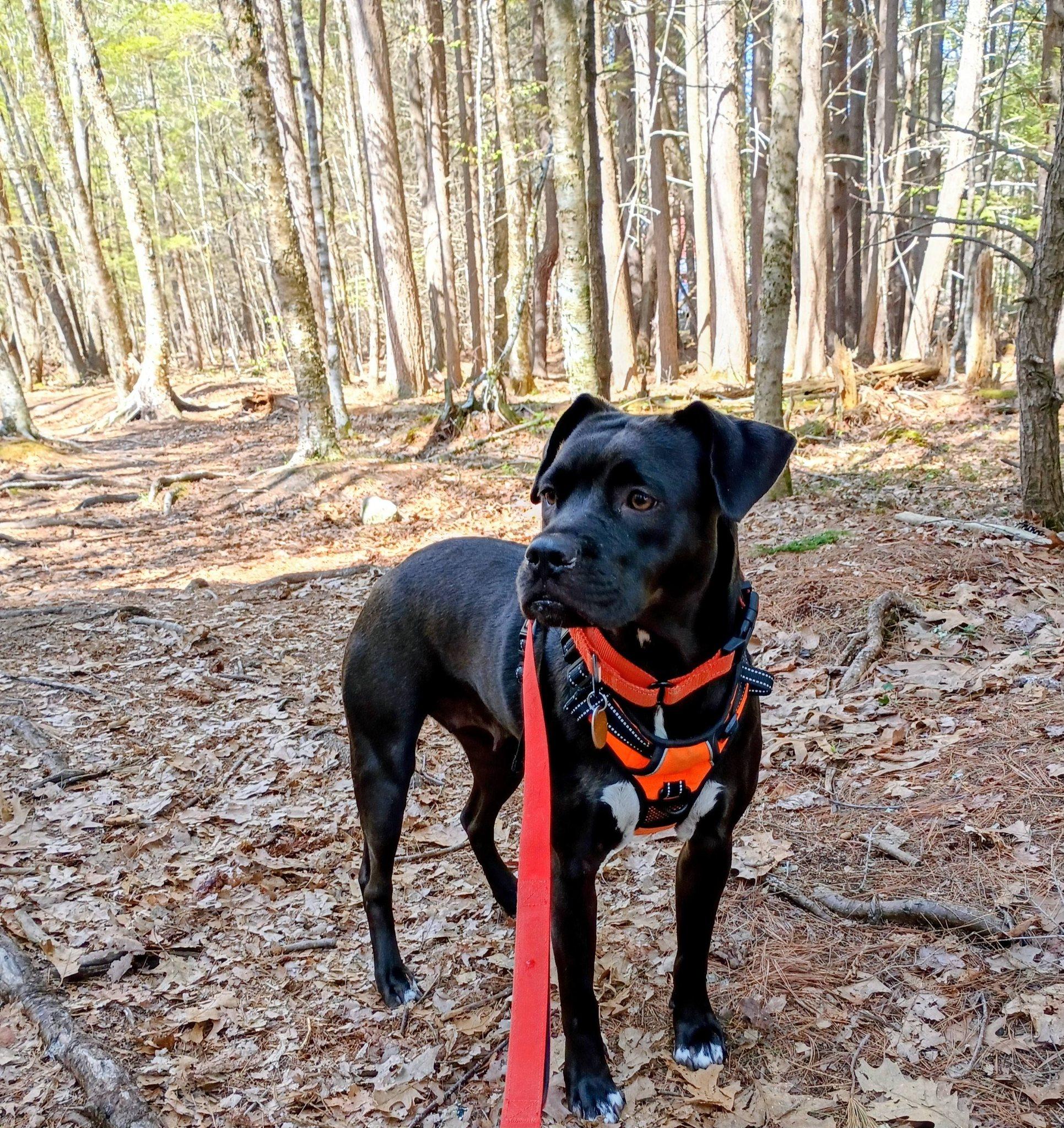 Lizzie***Absolute sweetheart!, ADOPTABLE, Young Female Boxer & Labrador Retriever.