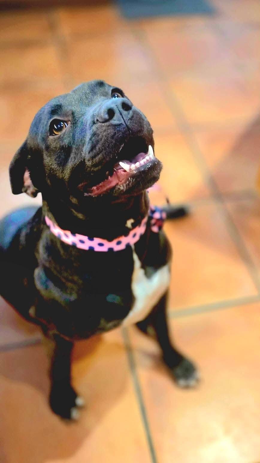 Enlarge Lizzie, a ADOPTABLE mixed breed in North Berwick, ME image 2/5