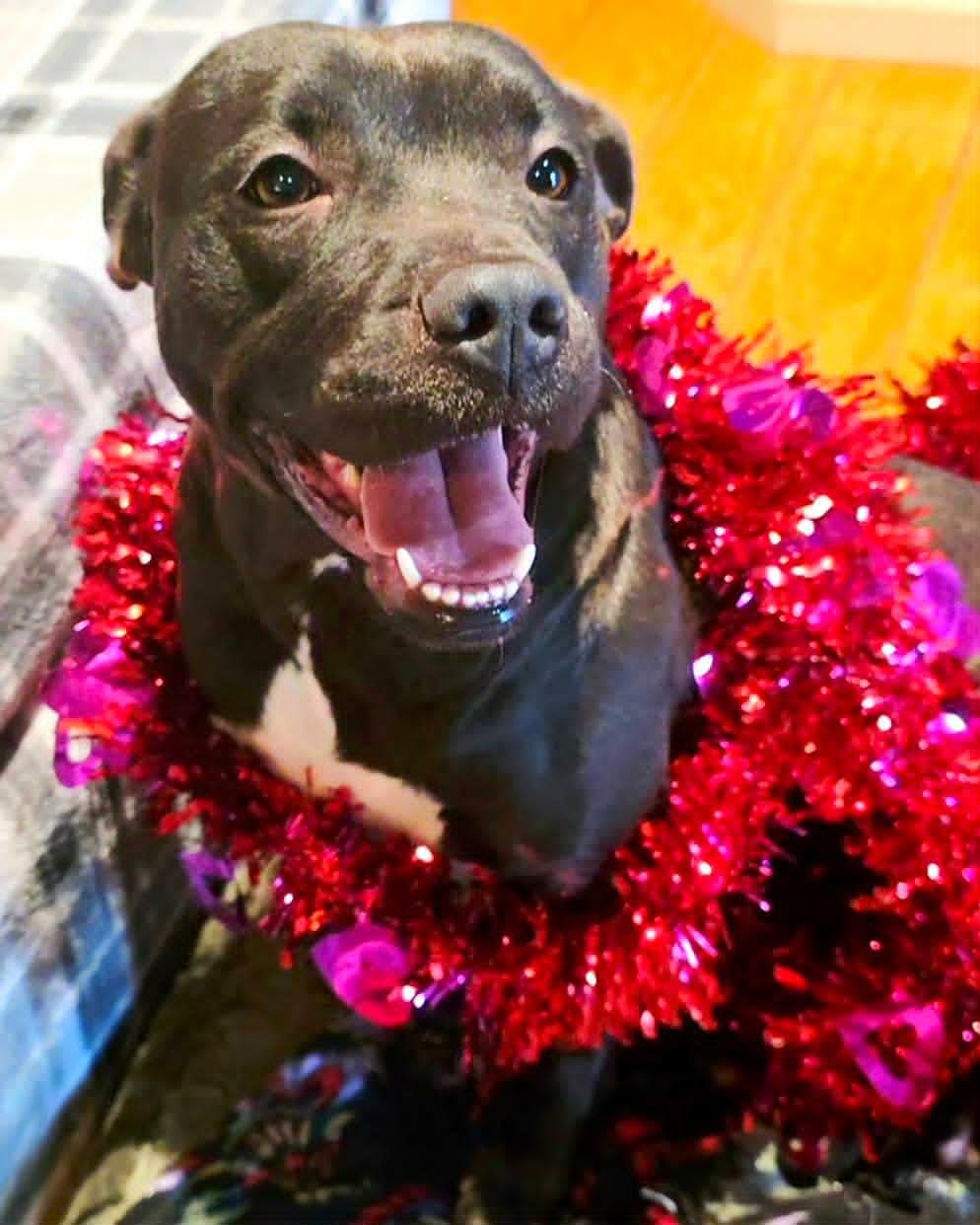 Enlarge Lizzie, a ADOPTABLE mixed breed in North Berwick, ME image 4/5