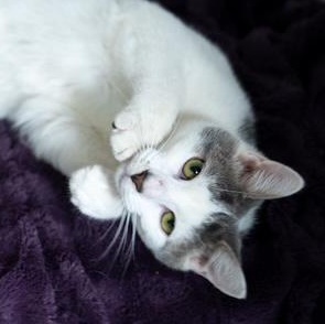 Enlarge Wally LAP/COMPANION CAT   SWEETEST FUN GENTLE LOVER, an adopted mixed breed in Bethel, CT image 1/3