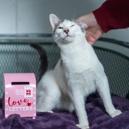 Enlarge Wally LAP/COMPANION CAT   SWEETEST FUN GENTLE LOVER, an adopted mixed breed in Bethel, CT image 2/3