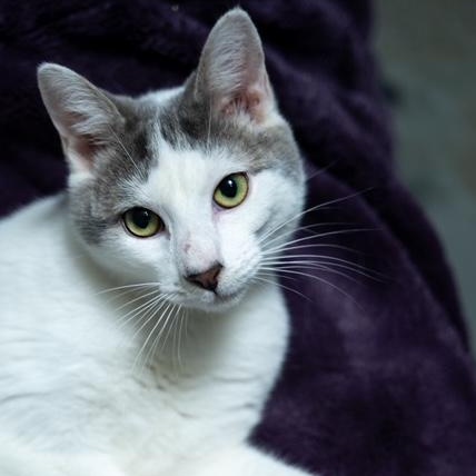 Enlarge Wally LAP/COMPANION CAT   SWEETEST FUN GENTLE LOVER, an adopted mixed breed in Bethel, CT image 3/3