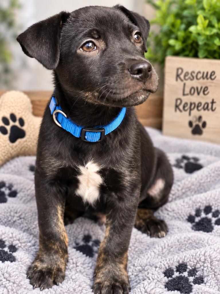 Uri, Adoptable, Puppy Male Terrier.
