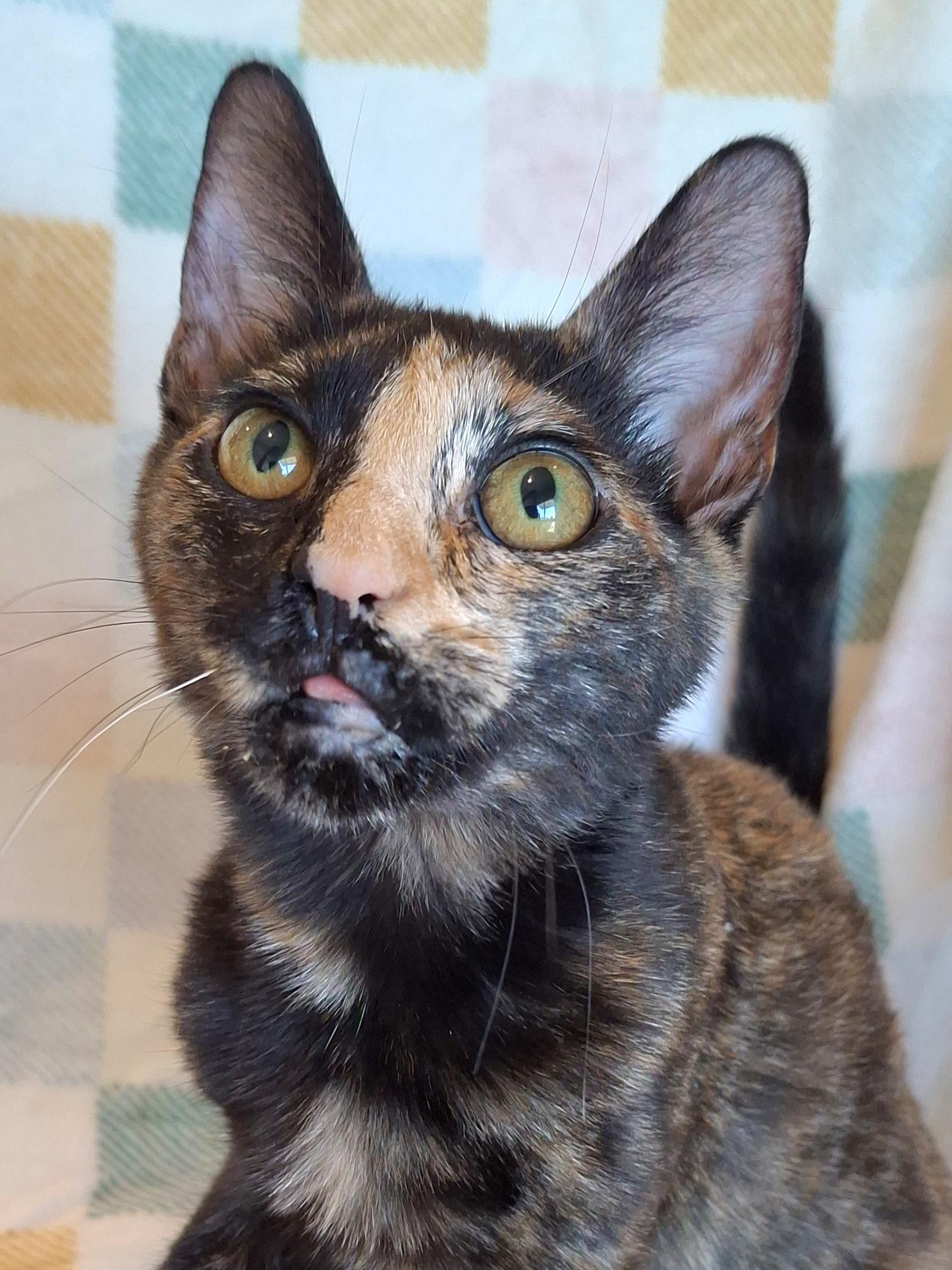 :::Omlette:::, a Adoptable Tortoiseshell in Yorba Linda, CA image 6/6