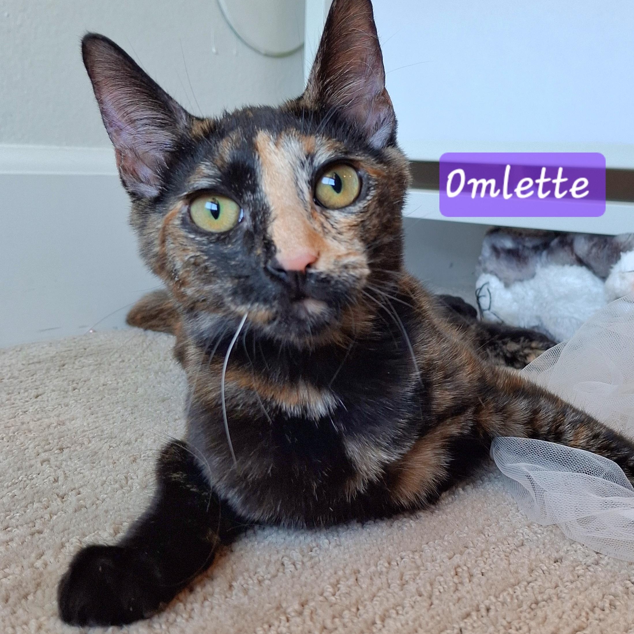 :::Omlette:::, a Adoptable Tortoiseshell in Yorba Linda, CA image 1/6