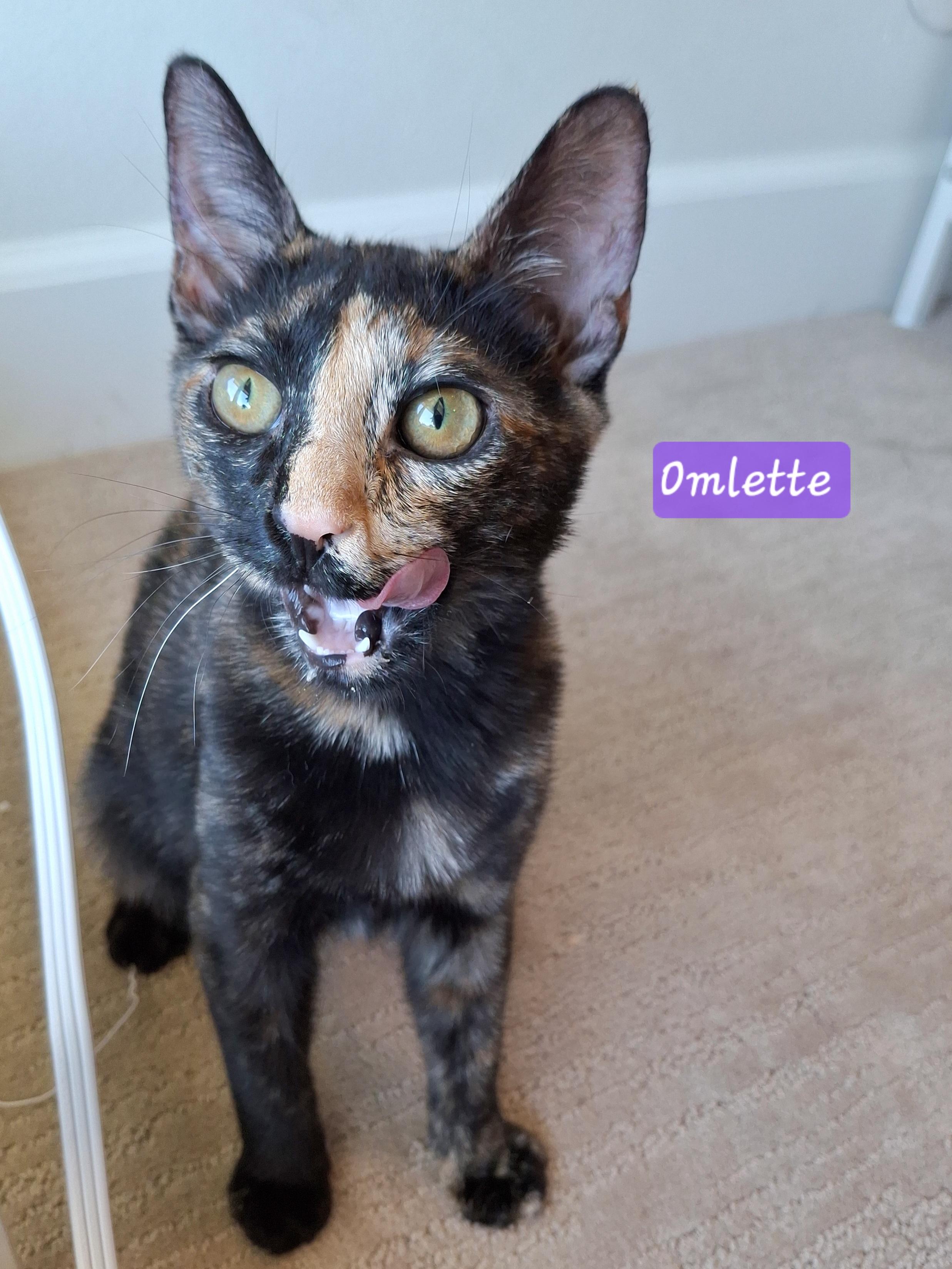 :::Omlette:::, a Adoptable Tortoiseshell in Yorba Linda, CA image 5/6