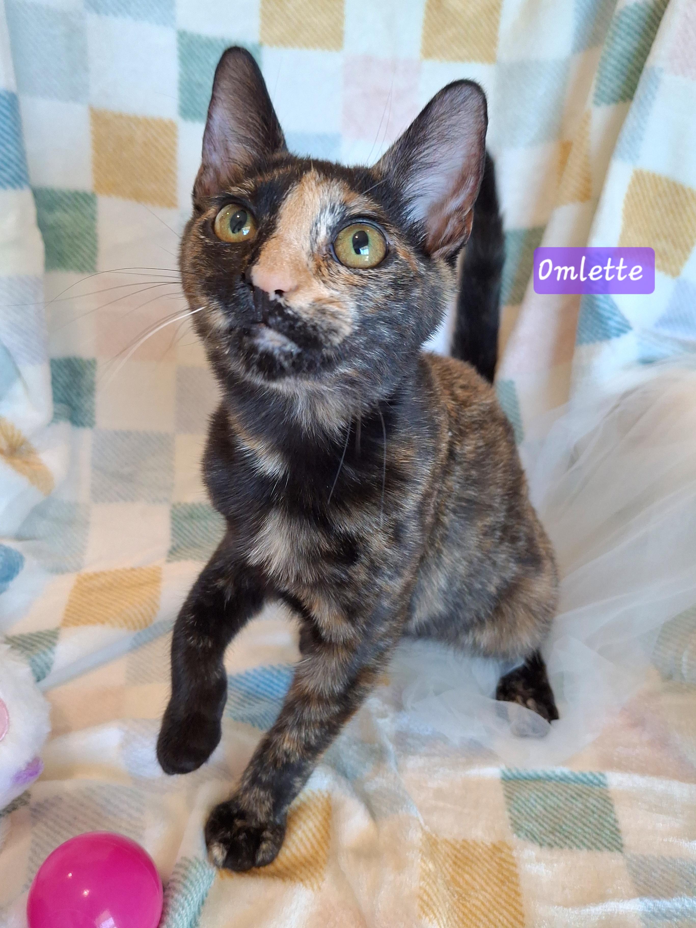 :::Omlette:::, a Adoptable Tortoiseshell in Yorba Linda, CA image 3/6