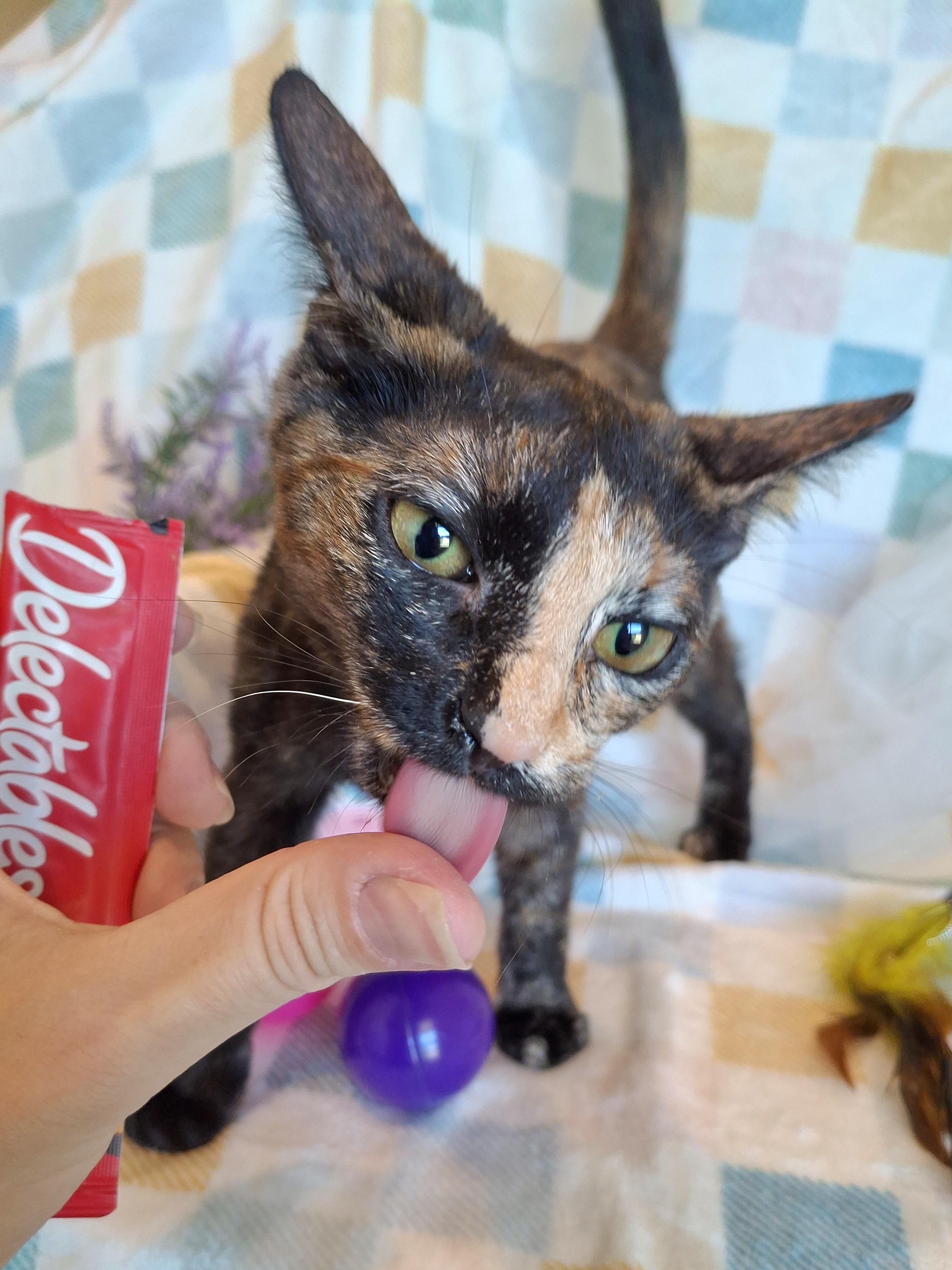 :::Omlette:::, a Adoptable Tortoiseshell in Yorba Linda, CA image 4/6