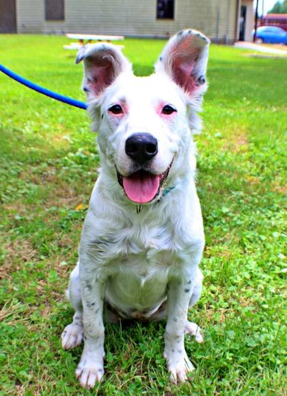 Dottie Jo, a Adoptable mixed breed in Morton Grove, IL image 1/2
