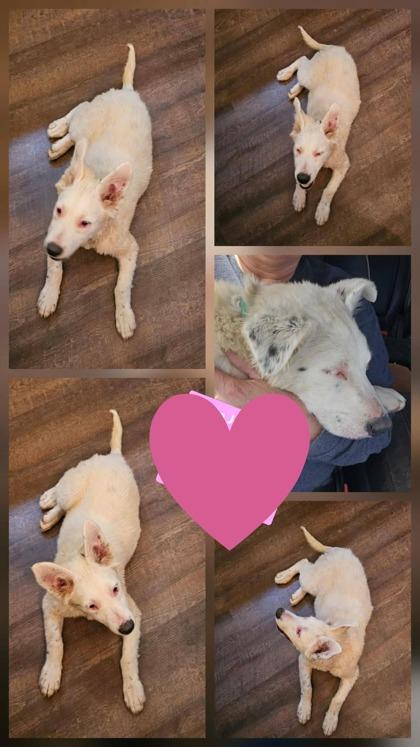 Dottie Jo, a Adoptable mixed breed in Morton Grove, IL image 2/2