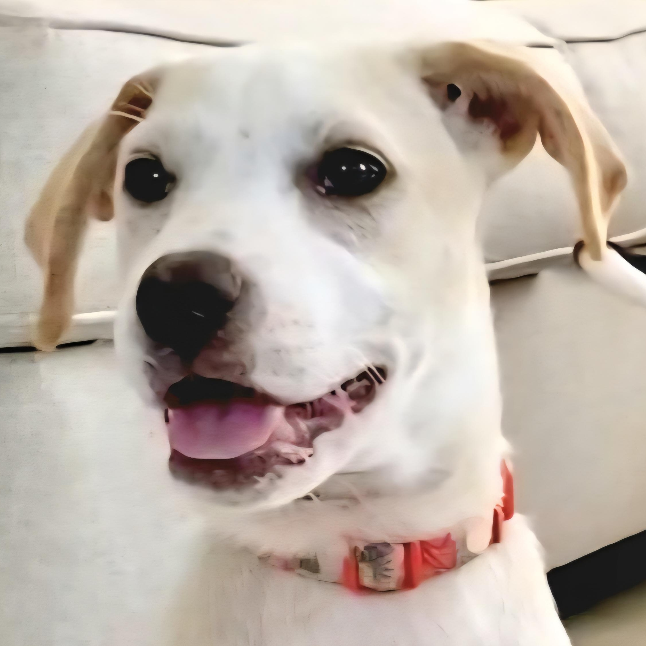 Snow Prima "the Sweetheart