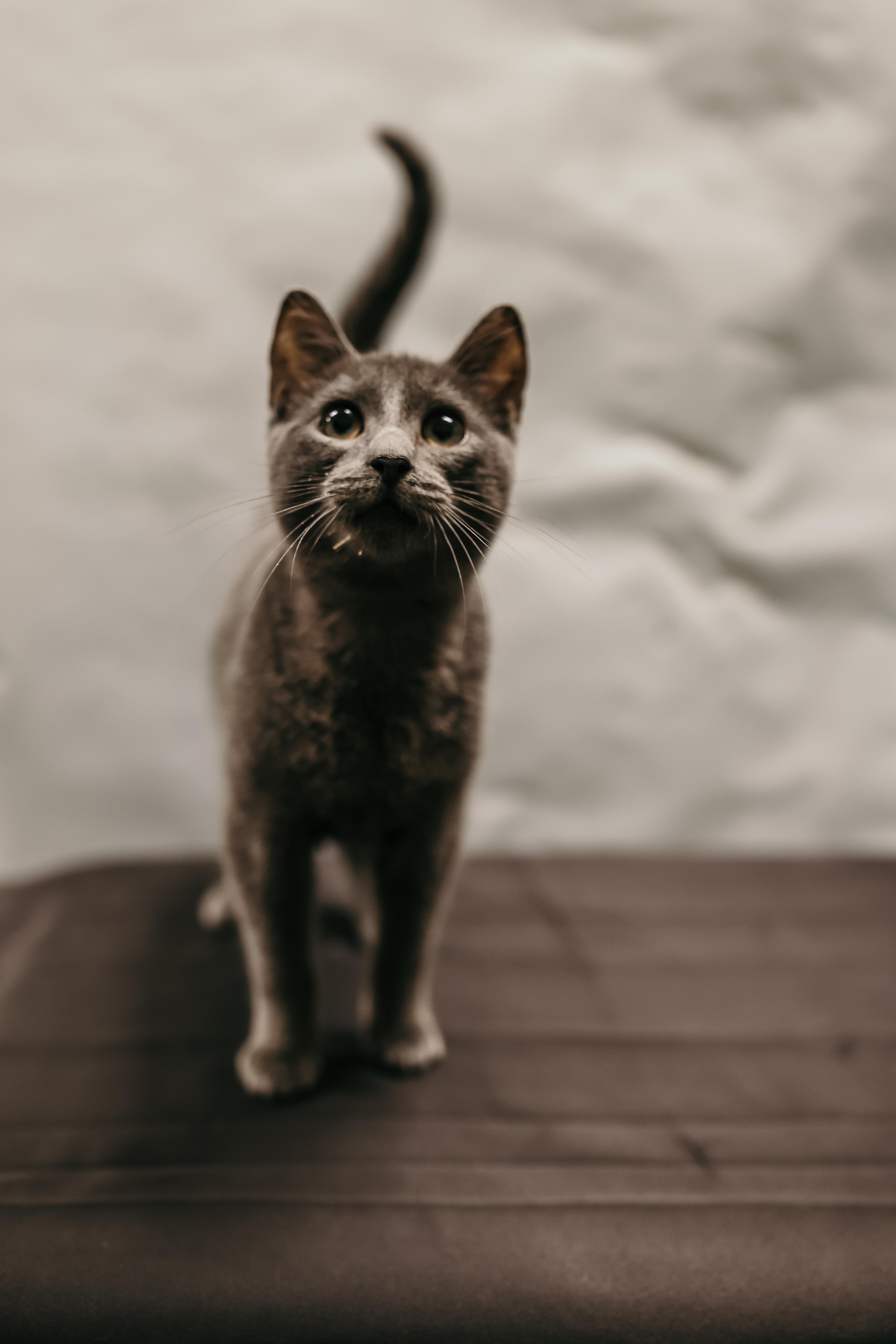 PEDRO (bonded with LORENZO), an adoptable Domestic Short Hair in Tillsonburg, ON image 4/6
