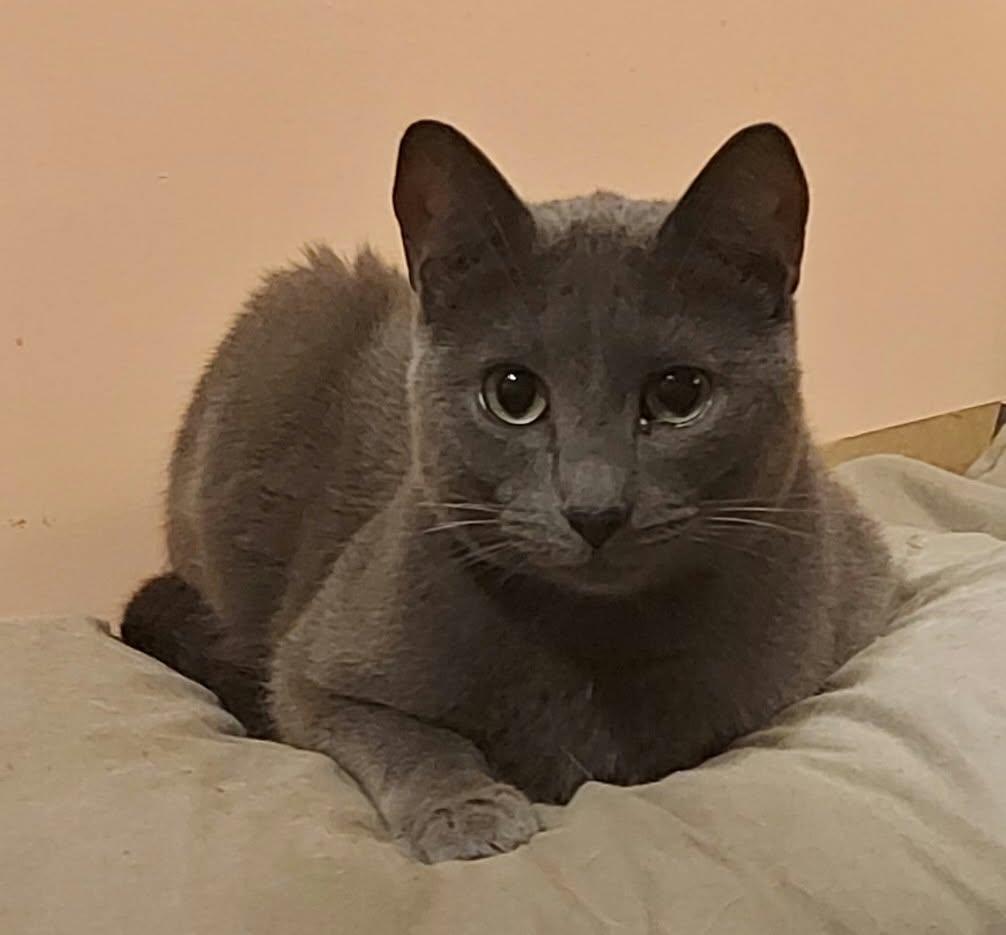 Enlarge PEDRO (bonded with LORENZO & RICO), a Adoptable Domestic Short Hair in Tillsonburg, ON image 1/6
