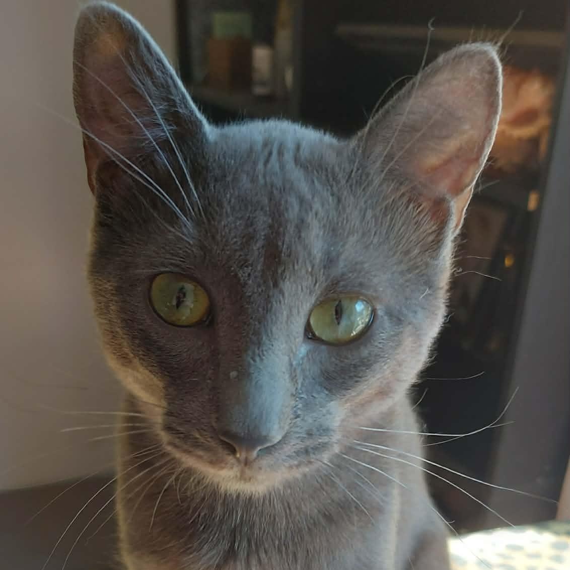 PEDRO (bonded with LORENZO), an adoptable Domestic Short Hair in Tillsonburg, ON image 2/6