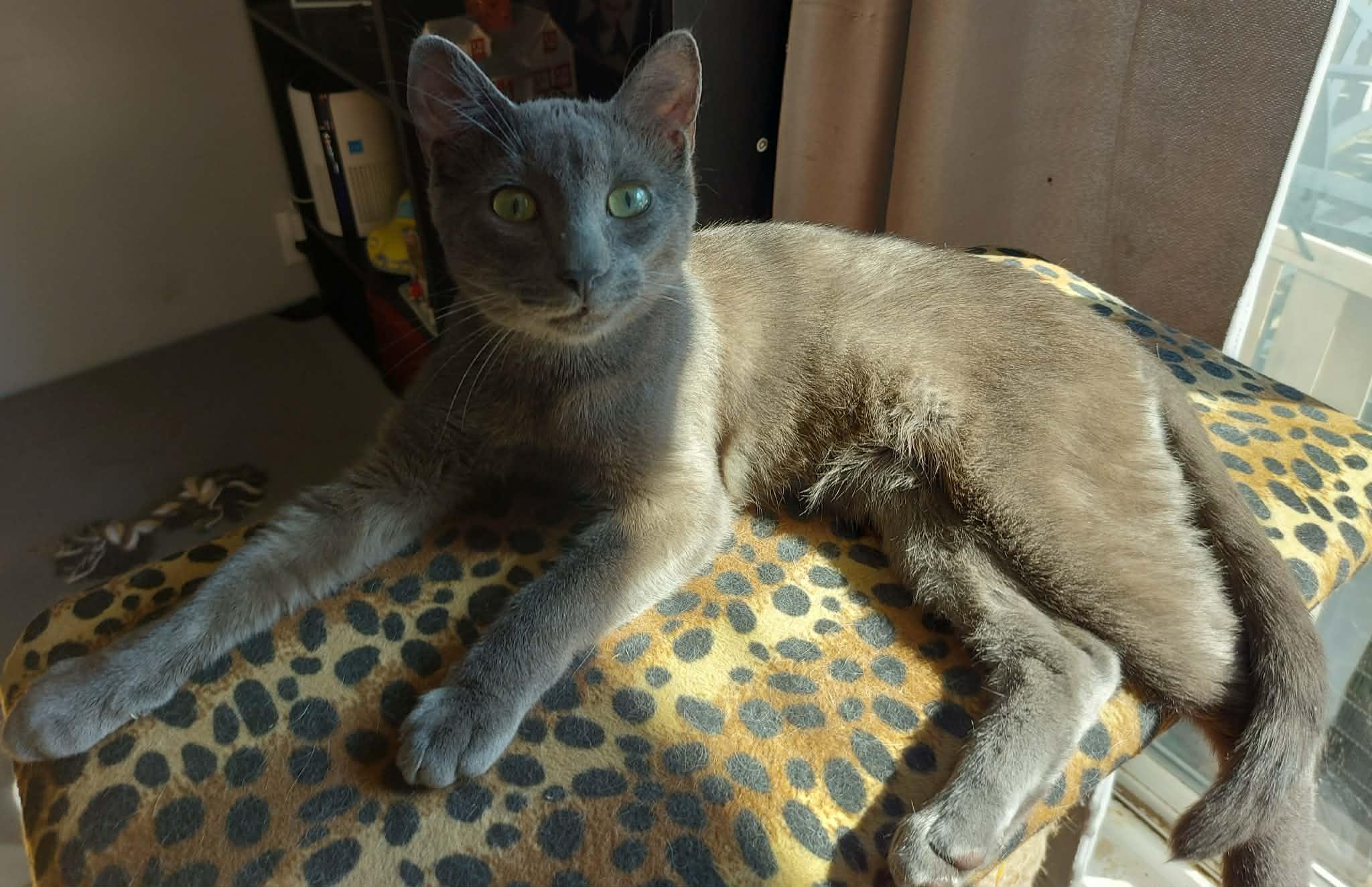 PEDRO (bonded with LORENZO), an adoptable Domestic Short Hair in Tillsonburg, ON image 3/6