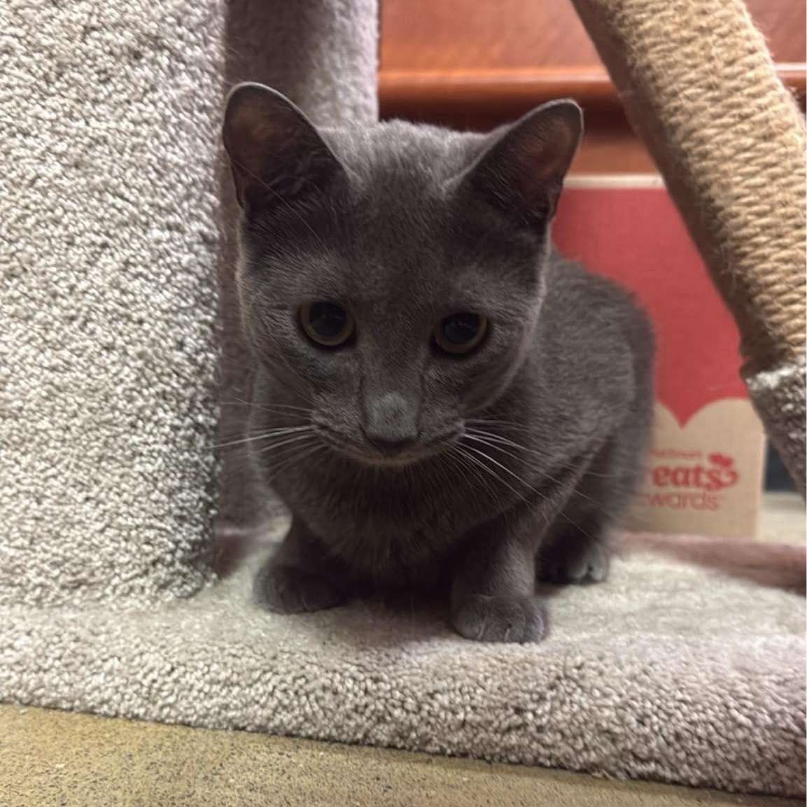 PEDRO (bonded with LORENZO), an adoptable Domestic Short Hair in Tillsonburg, ON image 1/6