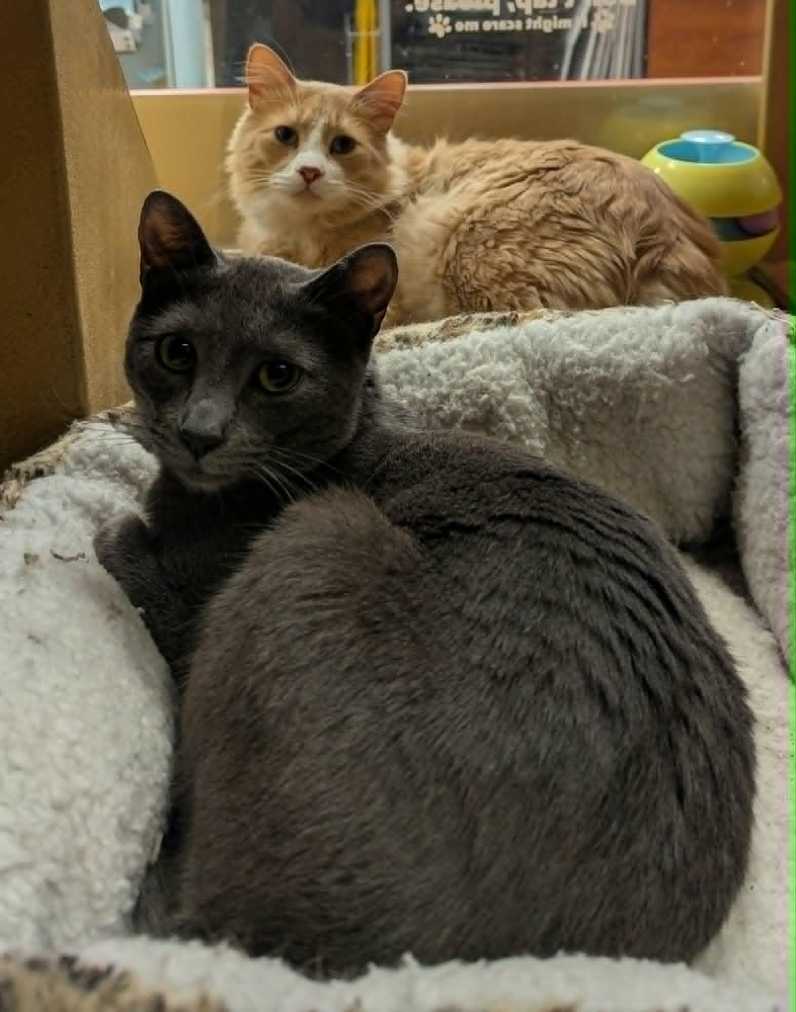 PEDRO (bonded with LORENZO), an adoptable Domestic Short Hair in Tillsonburg, ON image 5/6